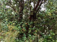 DSCF2495  Beautiful Banksia seminuda tree.