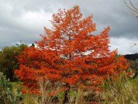 DSCF2497  Tree turning at the   Banksia Farm