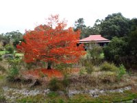 DSCF2498  Tree turning at the Banksia Farm.