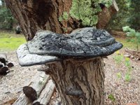 DSCF2511  Fungi growing on old trunk at the Banksia Farm.