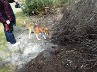 DSCF2567  Bobby very exited - I can smell rabbits!!!