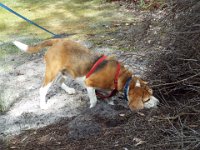 DSCF2570  Bobby very exited - I can smell rabbits - I think this is a burrow!!!