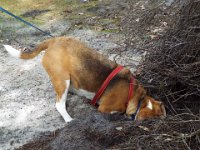 DSCF2571  Bobby very exited - I can smell rabbits - I'm in I'm in!!!