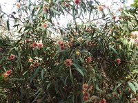 DSCF2624  Hakia in flower at the   Banksia Farm