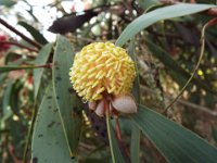 DSCF2625  Hakia flower about to burst.