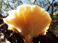DSCF2863  Fungi at Cosy Corner Beach, Torbay