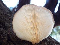 DSCF2865  Fungi at Cosy Corner Beach, Torbay