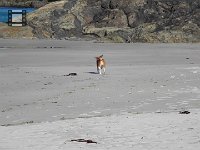 DSCF2868  Bobby running on the beach.