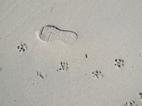 DSCF2877  Footprint and pawprints, wonder who has been here ......