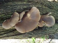 DSCF2885  Fungi at Cosy Corner Beach, Torbay