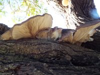 DSCF2886  Fungi at Cosy Corner Beach, Torbay