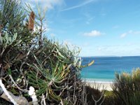 DSCF2887  Banksia attenuata at Cosy Corner Beach, Torbay
