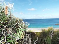 DSCF2888  Banksia attenuata at Cosy Corner Beach, Torbay