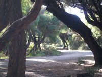 P5210601  Picnic area under Tea Trees Cosy Corner Beach, Torbay