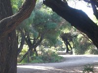 P5210602  Picnic area under Tea Trees Cosy Corner Beach, Torbay