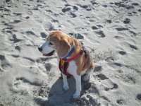 P5210610  Bobby loving a chill at the beach.