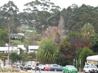 P5200571  Trees accross the road from the IGA Denmark.
