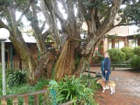 P5200574  Large fig tree next to the Bakery in Denmark.