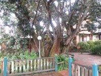 P5200575  Large fig tree next to the Bakery in Denmark.