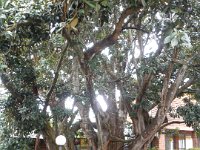 P5200577  Large fig tree next to the Bakery in Denmark.