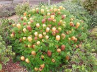 P5200578  Banksia 'Birthday Candles' on Strickland Street, Denmark.