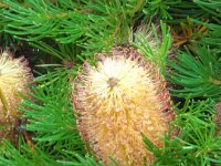 P5200579  Banksia 'Birthday Candles' on Strickland Street, Denmark.