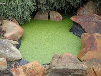 P5200582  Green pond on the street verge on Strickland Street, Denmark.