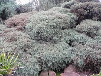 P5200583  Green pond on the street verge on Strickland Street, Denmark.