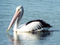 DSCF2295  Pelican at the Denmark River Mouth.