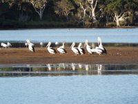 DSCF2297  Pelicans at the Denmark River Mouth.
