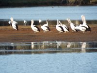 DSCF2298  Pelicans at the Denmark River Mouth.