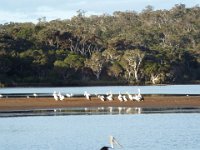 DSCF2299  Pelicans at the Denmark River Mouth.