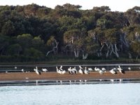 DSCF2306  Pelicans at the Denmark River Mouth.