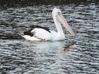 DSCF2307  Pelican at the Denmark River Mouth.