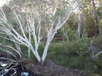 DSCF2310  Paper barks on the edge of the Denmark River near the River Mouth.