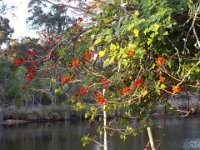 DSCF2323  Flame tree neer the Denmark River Mouth.