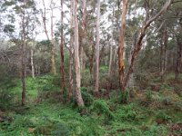 DSCF2757  Karri tree's in McLean Park, Denmark.