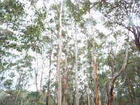 DSCF2758  Karri tree's in McLean Park, Denmark.