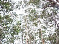 DSCF2759  Karri tree's in McLean Park, Denmark.