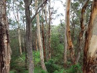 DSCF2761  Karri tree's in McLean Park, Denmark.