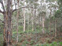 DSCF2768  Karri tree's in McLean Park, Denmark.