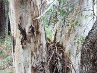 DSCF2769  Karri tree trunk in McLean Park, Denmark.