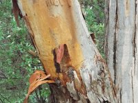 DSCF2770  Karri tree trunk in McLean Park, Denmark.