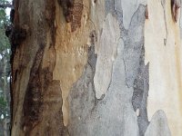 DSCF2771  Karri tree trunk in McLean Park, Denmark.