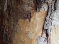 DSCF2772  Karri tree trunk in McLean Park, Denmark.