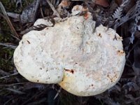 DSCF2899  Fungi on the Mokare Heritage Trail.