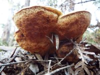 DSCF2900  Fungi on the Mokare Heritage Trail.