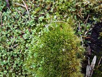DSCF2901  Mosses on logs on the Mokare Heritage Trail.