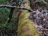 DSCF2902  Mosses on logs on the Mokare Heritage Trail.