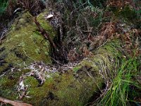 DSCF2903  Mosses on logs on the Mokare Heritage Trail.